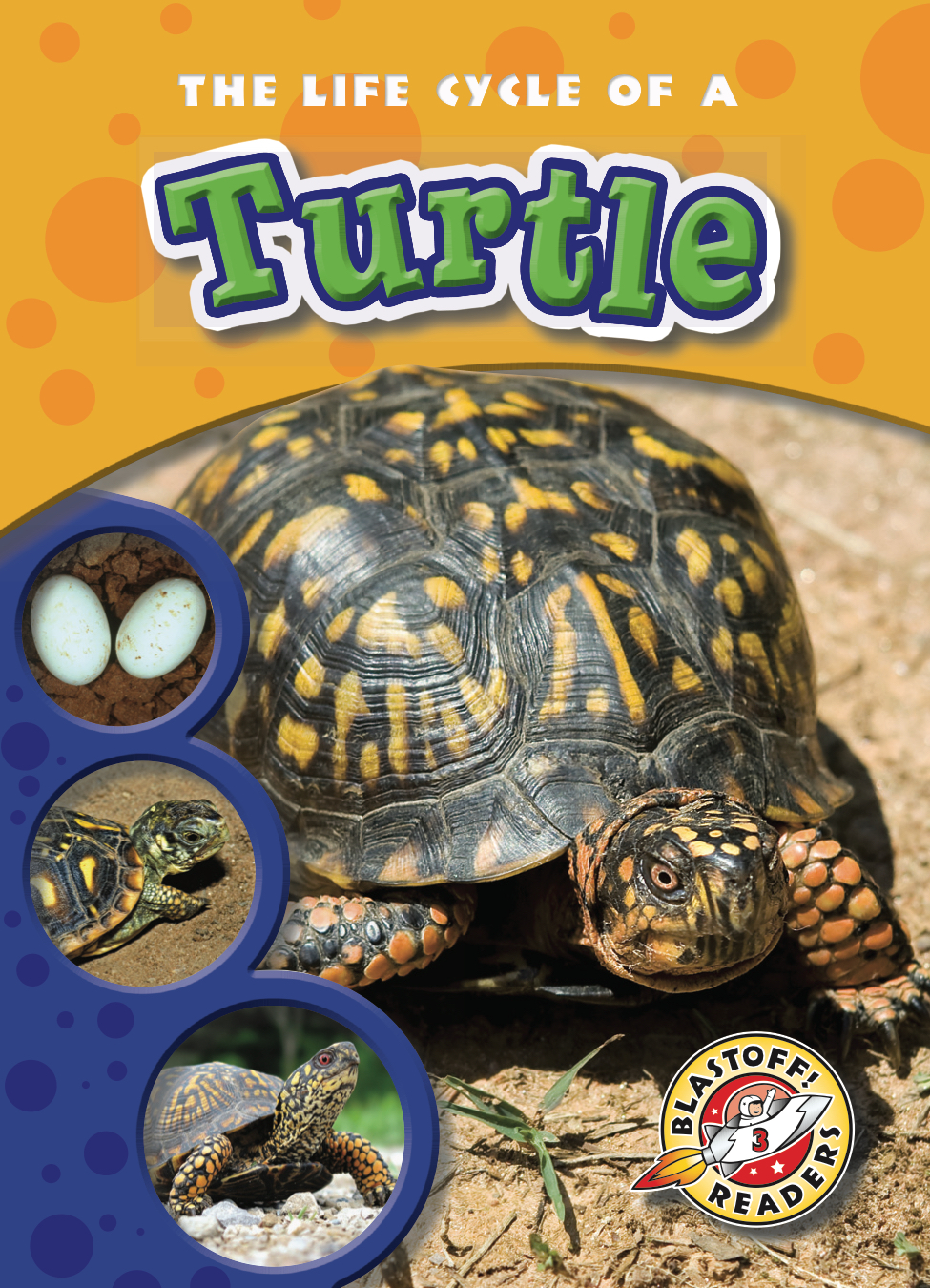 Turtle Life Cycle Secrets They Never Tell You This - 7czlqvm